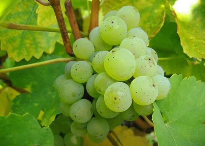 Ferien- Und Winzerhof Ute Braun * Nordheim am Main