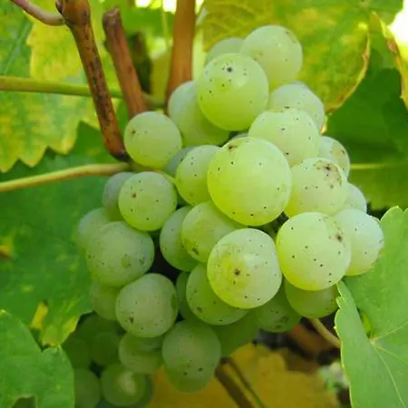 Ferien- Und Winzerhof Ute Braun * Nordheim am Main